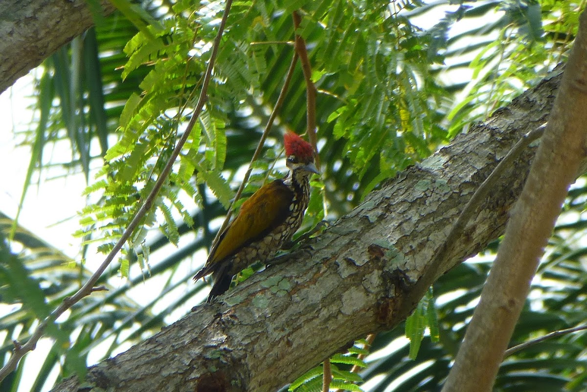 Common Flameback