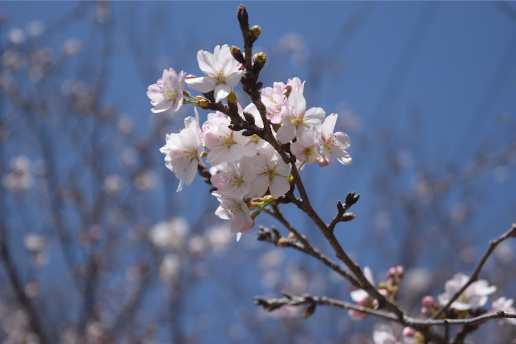 ハリアーのGR・山梨・TEIN・桜・Nikon D5300に関するカスタム事例の投稿画像7枚目