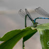 Azure damselfly