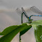 Azure damselfly