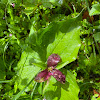 Red trillium