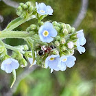 Many-flowered Stickseed