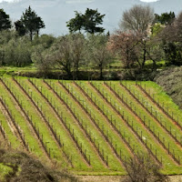 La vigna di 