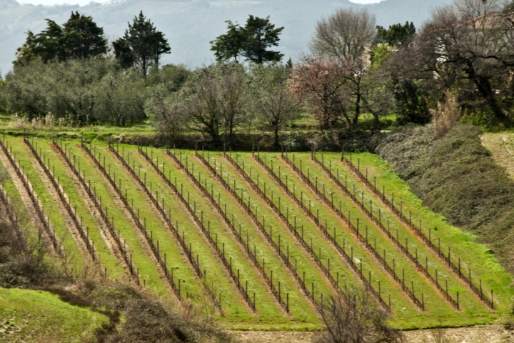 La vigna di ciubecca