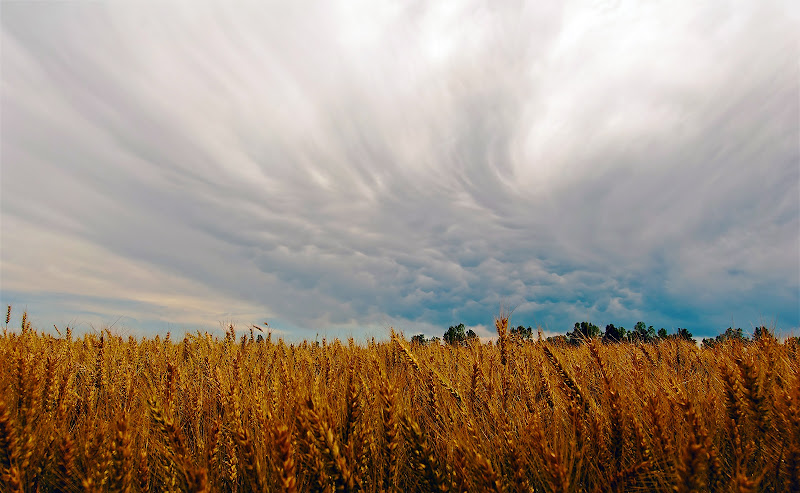 Nube di spighe di Daimon