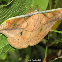 Saturniid moth