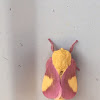 Rosy Maple Moth