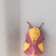 Rosy Maple Moth