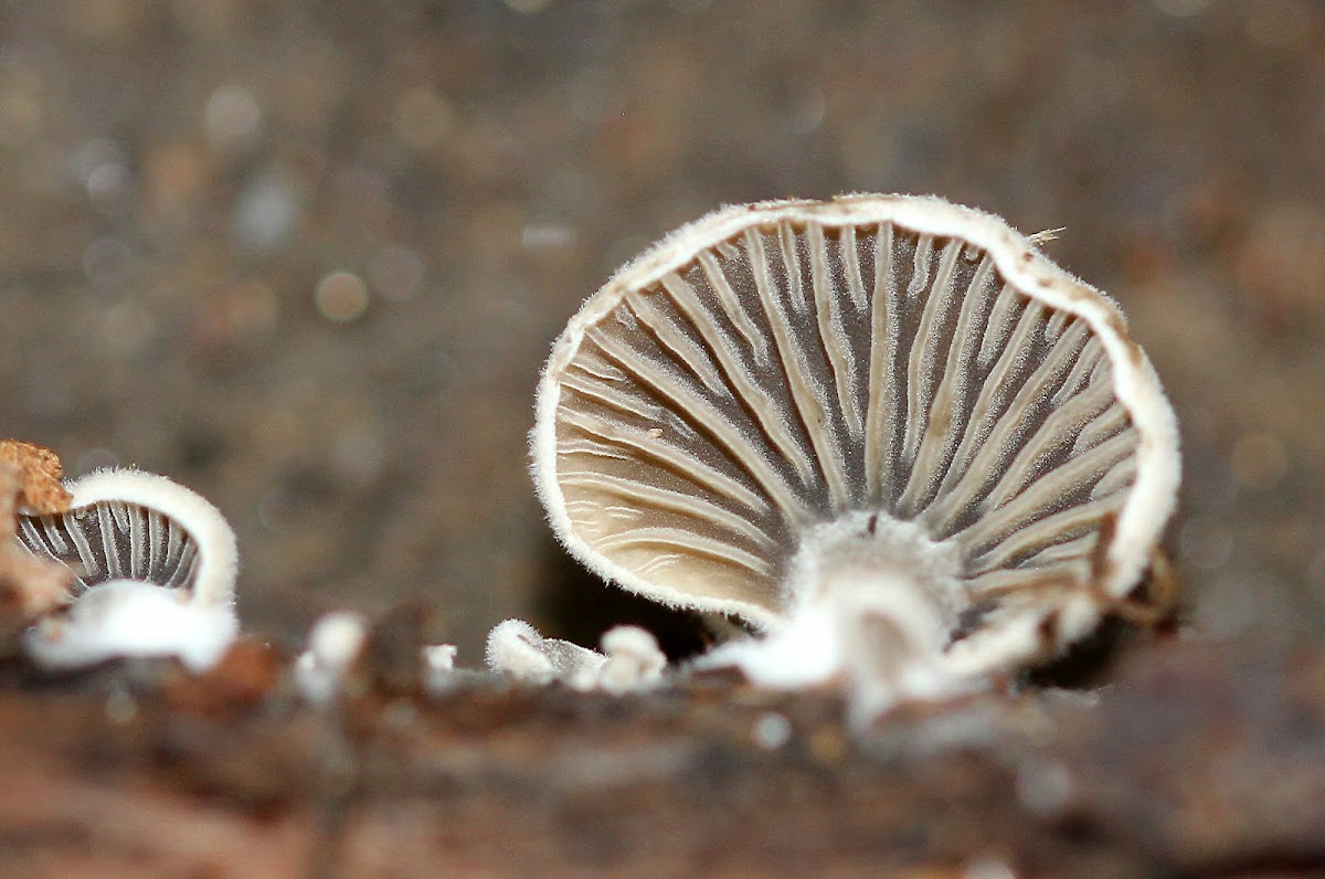 Simocybe Mushrooms