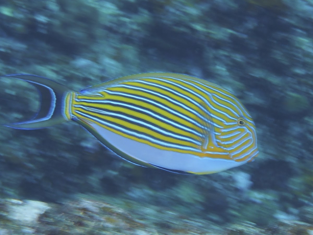 Striped surgeonfish