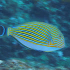 Striped surgeonfish