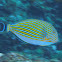 Striped surgeonfish