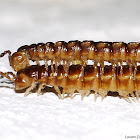 Millipedes Mating