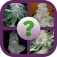 Download Guess the Cannabis For PC Windows and Mac 3.1.4z