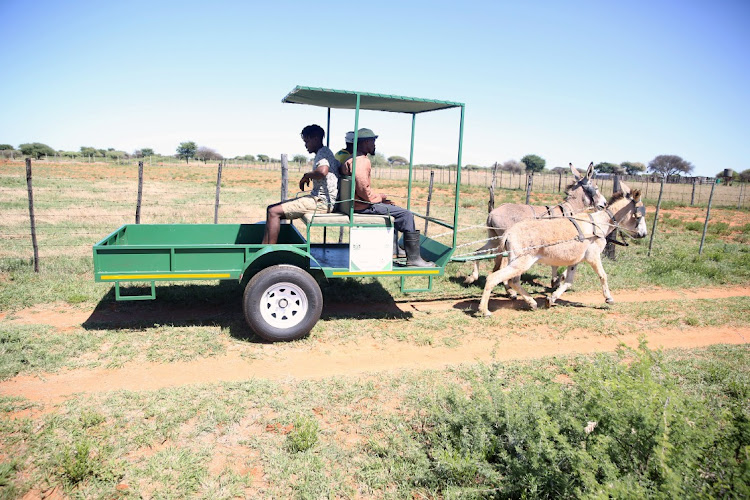 One of the donkey carts in Dibono village outside Mahikeng. File photo.