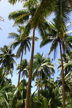 Филы - место, где сбываются мечты, но не планы. Luzon (Banahao, Subic Bay), Siargao, февраль/март 2017