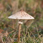 Parasol Mushroom