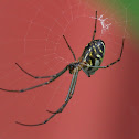 Horizontal Orbweb Spider