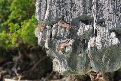 Spot monkeys at Monkey Beach