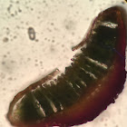 Polytrichum commune cross section