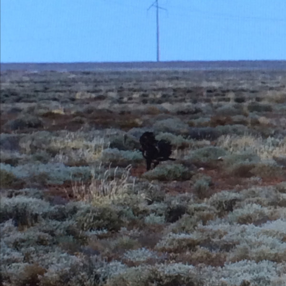 Wedge-tailed Eagle