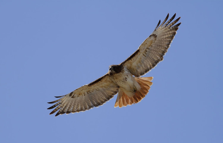 Red-tailed hawk.