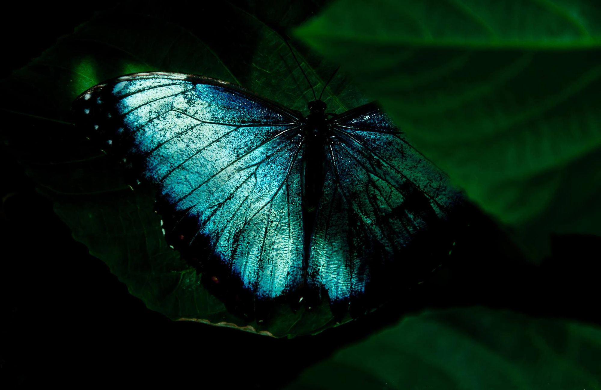 Hidden Beauty  di marikarossiphotography