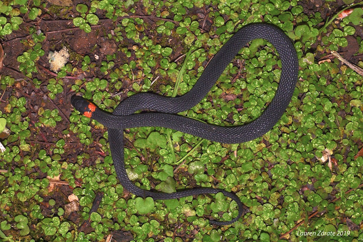 Ring-necked Coffee Snake