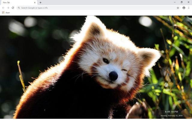 Red Panda New Tab & Wallpapers Collection