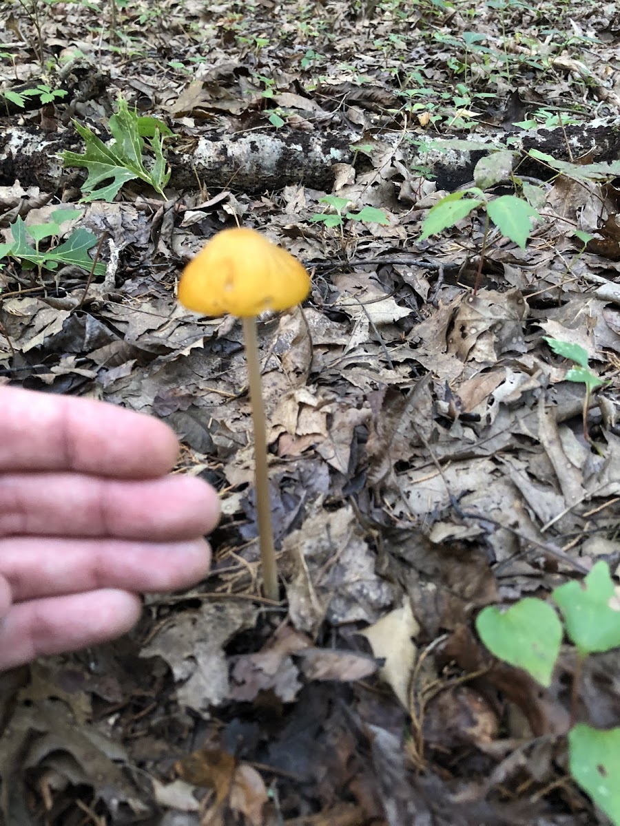 Entoloma luteum