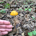 Entoloma luteum