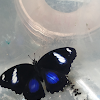 Blue Moon Butterfly