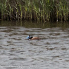 White-headed Duck; Malvasía