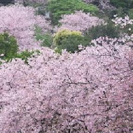 陽明山平菁街橘咖啡