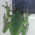 Barking Tree Frog?