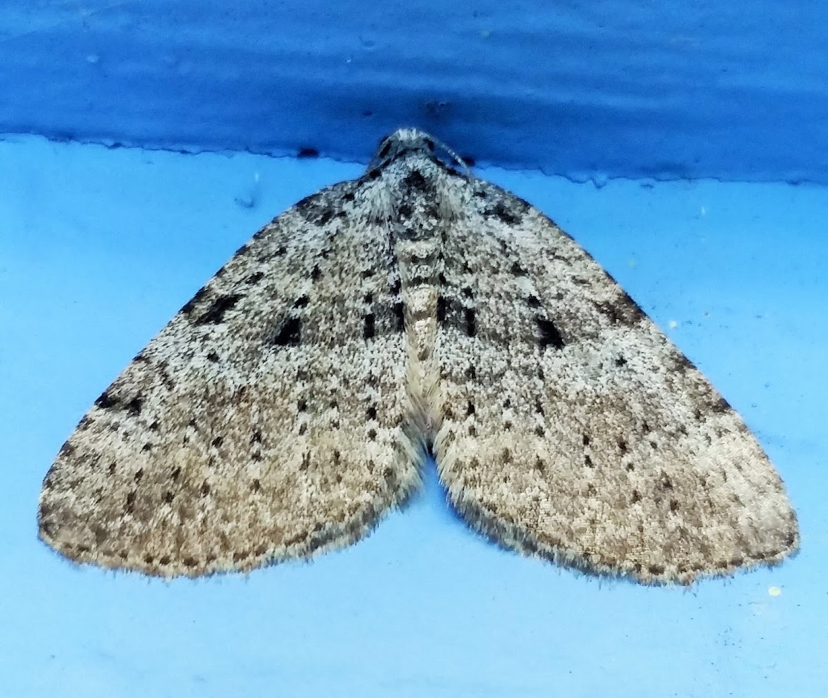 Geometrid moth