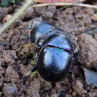 Dung beetle