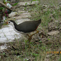 White-breasted Waterhen