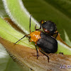 Meloid Beetle