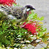 Red Wattle bird