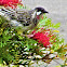 Red Wattle bird