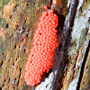 Slime mould