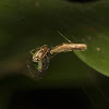 Comb-footed spider