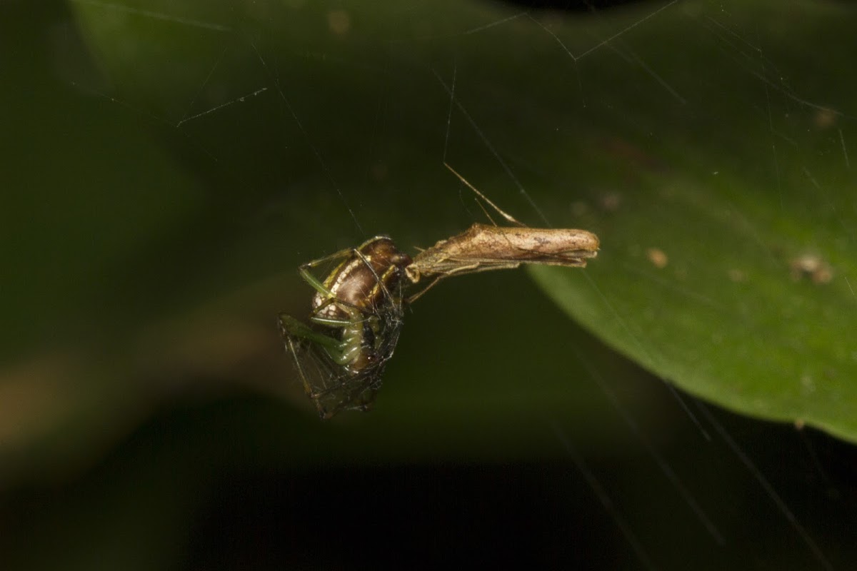 Comb-footed spider