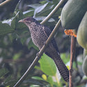 Asian koel