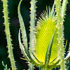 Wild Teasel