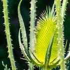 Wild Teasel