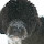 Portuguese Water Dog Themes & New Tab