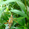 Lubber grasshopper