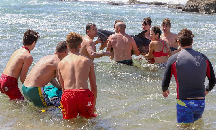 A team which included Kelly de Klerk from Ushaka Marine World, Quentin Power from National Sea Rescue Institute and Kit Case who runs a boat charter as well as Umhlanga lifesavers helped a stranded dolphin safely return to the sea